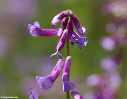 Attēlu rezultāti vaicājumam “Vicia tenuifolia flower”