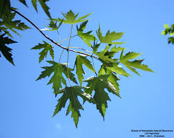 Attēlu rezultāti vaicājumam “Acer saccharinum leaf”