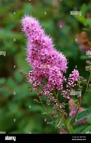 Attēlu rezultāti vaicājumam “Spiraea salicifolia flower”