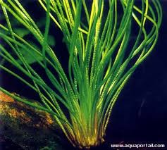 Attēlu rezultāti vaicājumam “Isoetaceae”