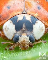 Attēlu rezultāti vaicājumam “Cribraria rubiginosa macro”