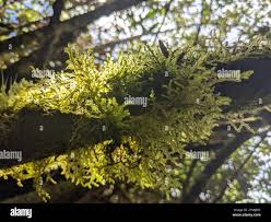 Attēlu rezultāti vaicājumam “Jungermanniopsida”