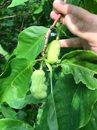 Attēlu rezultāti vaicājumam “Magnolia acuminata fruit”