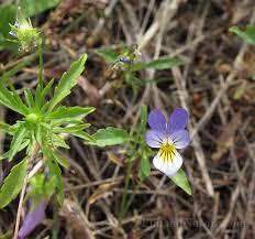Attēlu rezultāti vaicājumam “Viola tricolor subsp. curtisii flower”