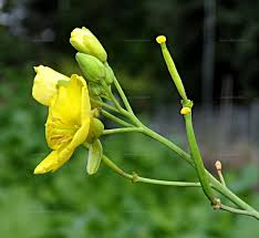 Attēlu rezultāti vaicājumam “Diplotaxis tenuifolia bud”