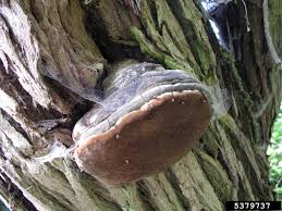 Attēlu rezultāti vaicājumam “Phellinus igniarius”