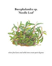 Attēlu rezultāti vaicājumam “Elatine hydropiper leaf”