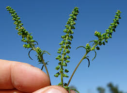 Attēlu rezultāti vaicājumam “Ambrosia artemisiifolia bud”
