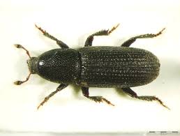 Attēlu rezultāti vaicājumam “Hylastes sp.”