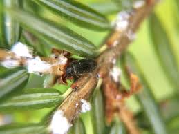 Attēlu rezultāti vaicājumam “Adelges laricis nymph”