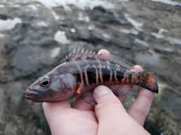 Image result for Serranus atricauda
