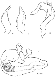 Attēlu rezultāti vaicājumam “Alloeotomus sp.”