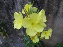 Attēlu rezultāti vaicājumam “Oenothera biennis bud”