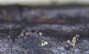 Attēlu rezultāti vaicājumam “Ophiotheca chrysosperma macro”