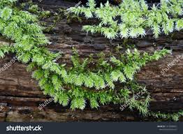 Attēlu rezultāti vaicājumam “Brachythecium rutabulum”