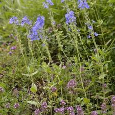 Attēlu rezultāti vaicājumam “Veronica austriaca subsp. teucrium leaf”