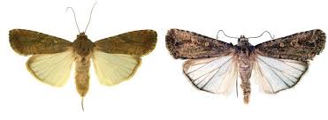 Attēlu rezultāti vaicājumam “Agrochola litura imago”