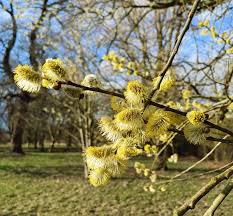 Attēlu rezultāti vaicājumam “Salix daphnoides subsp. acutifolia bud”