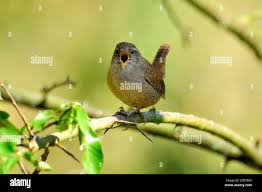 Attēlu rezultāti vaicājumam “Troglodytes troglodytes”