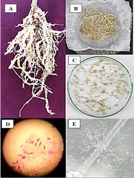 Attēlu rezultāti vaicājumam “Badhamiopsis macrospora spores”