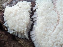 Attēlu rezultāti vaicājumam “Stemonitis axifera stalked”