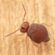 Attēlu rezultāti vaicājumam “Symphypleona”