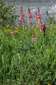 Image result for Onobrychis viciifolia