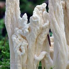 Attēlu rezultāti vaicājumam “Clavulina rugosa”