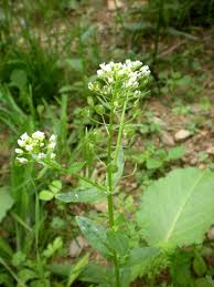 Attēlu rezultāti vaicājumam “Thlaspi arvense”