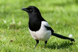 Attēlu rezultāti vaicājumam “Pica pica adult”