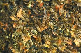 Attēlu rezultāti vaicājumam “Mniaecia jungermanniae”