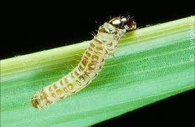 Attēlu rezultāti vaicājumam “Ostrinia nubilalis”