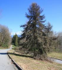 Attēlu rezultāti vaicājumam “Larix kaempferi”