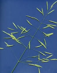 Attēlu rezultāti vaicājumam “Festuca rubra subsp. rubra leaf”