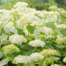 Attēlu rezultāti vaicājumam “Hydrangea arborescens flower”