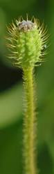 Attēlu rezultāti vaicājumam “Papaver argemone leaf”