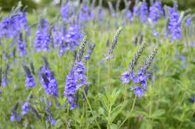 Attēlu rezultāti vaicājumam “Veronica austriaca subsp. teucrium”