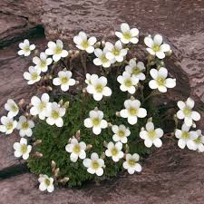 Attēlu rezultāti vaicājumam “Saxifraga cymbalaria”