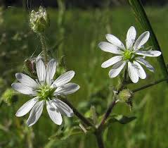 Attēlu rezultāti vaicājumam “Myosoton aquaticum flower”
