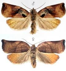 Attēlu rezultāti vaicājumam “Archips podana female”