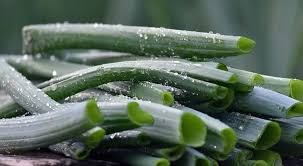 Résultat de recherche d'images pour "Allium fistulosum"