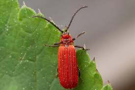 Attēlu rezultāti vaicājumam “Lopheros rubens”