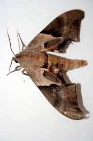 Image result for hawk moth