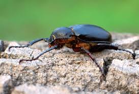 Attēlu rezultāti vaicājumam “Ceruchus chrysomelinus imago”