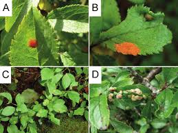 Attēlu rezultāti vaicājumam “Prunus spinosa leaf”