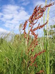 Image result for Sauerampfer