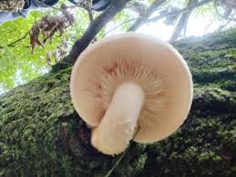 Attēlu rezultāti vaicājumam “Hypsizygus ulmarius”