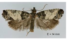 Attēlu rezultāti vaicājumam “Spilonota ocellana”