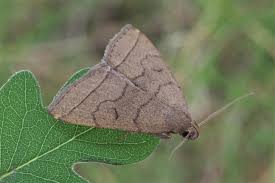 Attēlu rezultāti vaicājumam “Zanclognatha tarsipennalis”