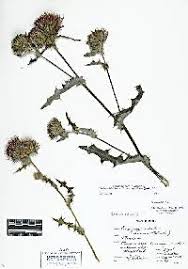 Attēlu rezultāti vaicājumam “Cirsium x rigens leaf”